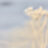 Dubbelexponerad vinter