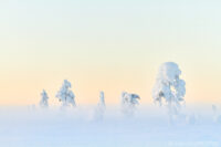 Dimmornas myr…
