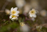 Vitsippor på vallen