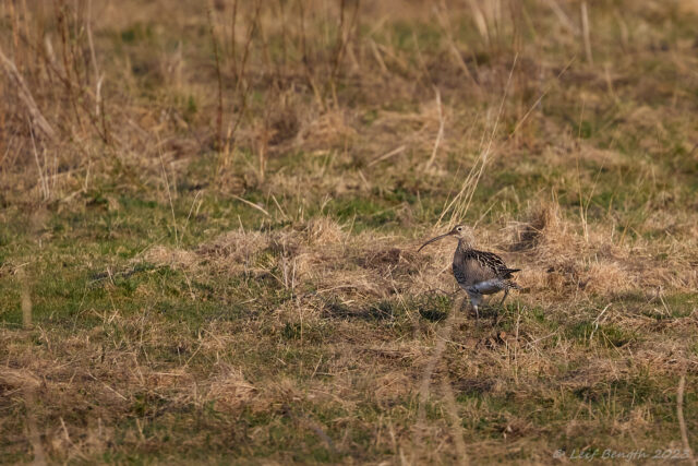 Storspoven