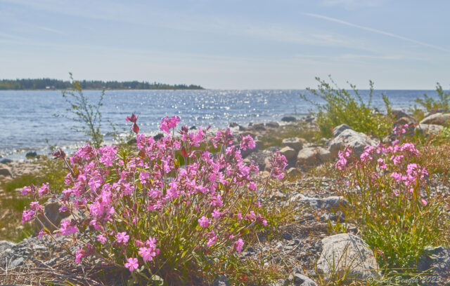 Sommardag vid Kvarken