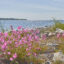En sommardag vid Kvarken
