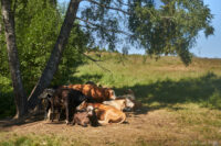 Siesta i värmen…