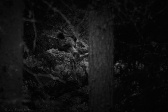 Björnen i skogen hemmavid