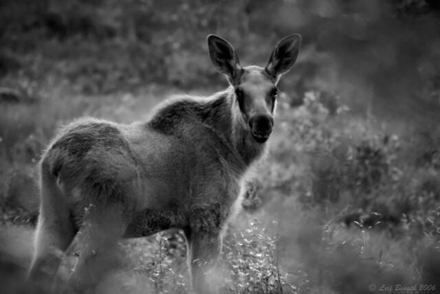 I kvällens mjuka motljus