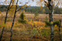 Den gyllene björken…