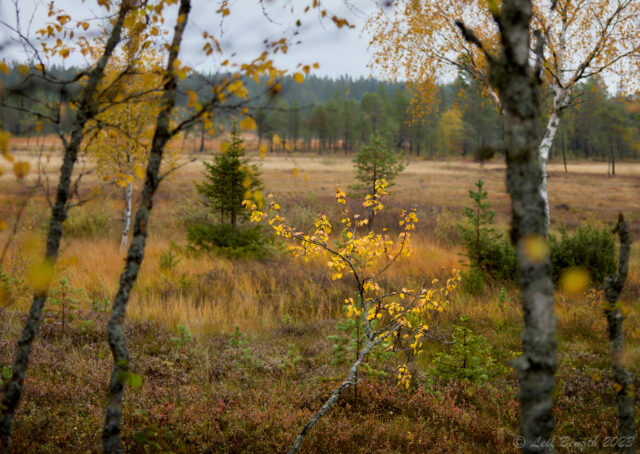 Den gyllene björken