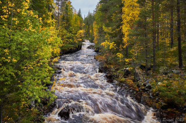 Olingan i höstskrud