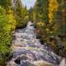 Olingan i höstskrud