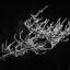 Frost