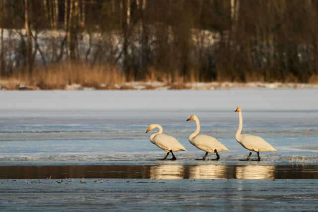 Sångsvanar på marsch