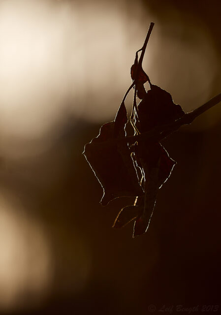 Vinterlöv i motljus