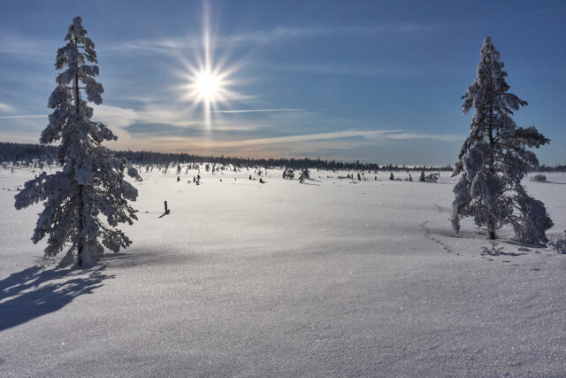 Härliga vita vidder