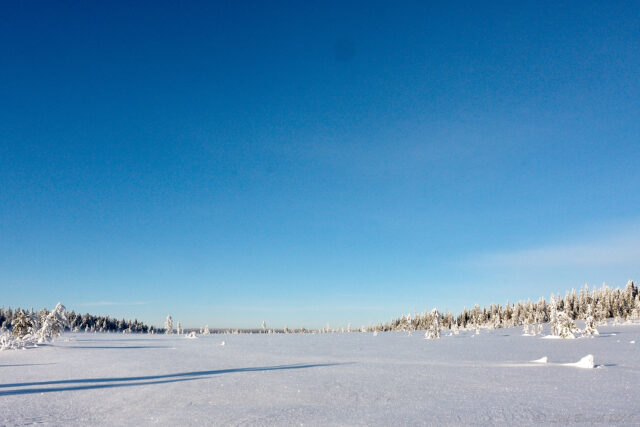 Härliga vita vidder