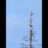 Hökugglan