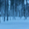 Långskogen