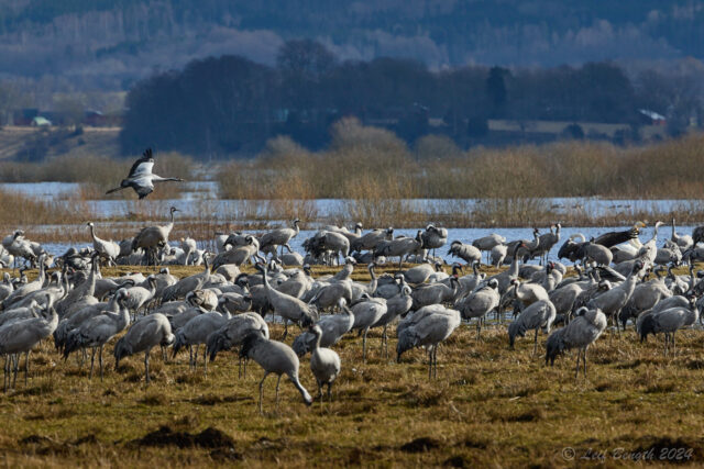 Trandansen har börjat