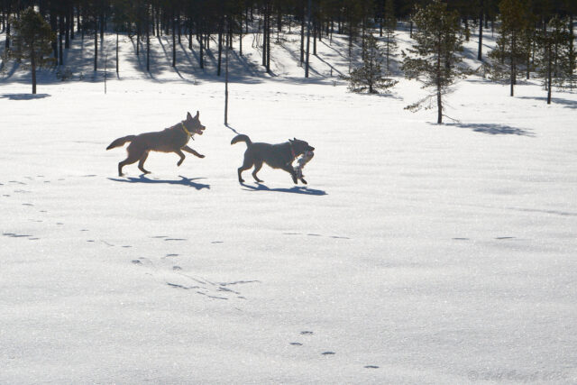 Grot och Esco leker på skaren...
