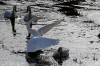Familjen sångsvan vid Trandansen...
