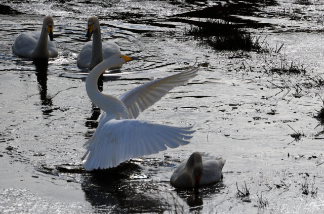 Familjen sångsvan vid Trandansen...
