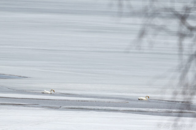 Första paret sångsvan...