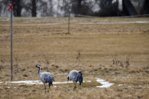 Första paret på skoterleden...