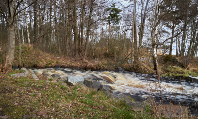 Den sista ljuva forsen...