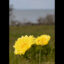 Den vackra vårblomman