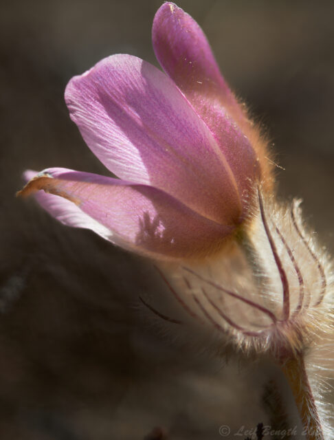 Tiölåtuppa/Mosippa