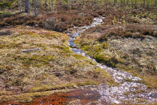 Pilåbäck i motljus