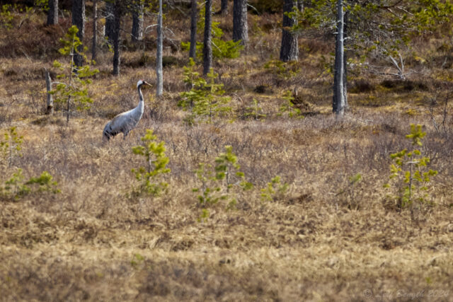 Tranan på Kölmyren