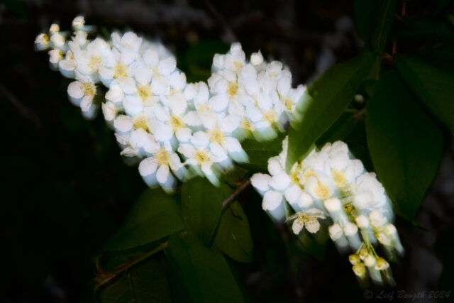 Blommande hägg