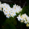 Blommande hägg
