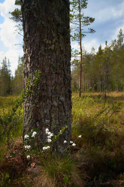 Tuvull