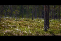 Tuvull på Sandfjoten