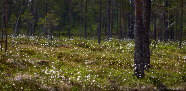 Tuvull på Sandfljoten