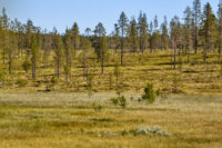 Milsvida myrskogar