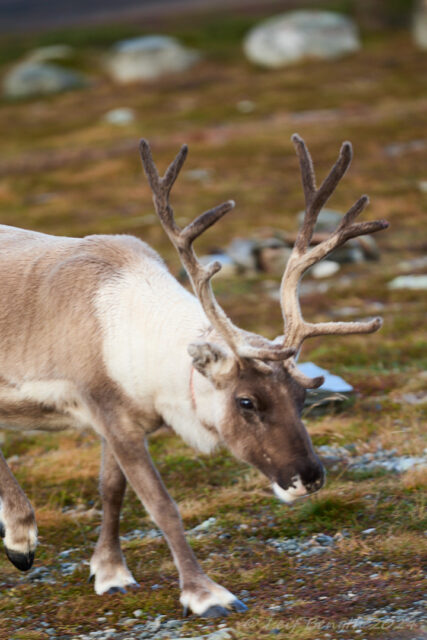 En sarv på promenad