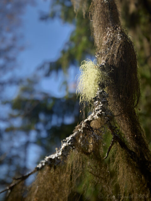 Hänglav