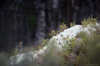 I myrskogarna kring Geddtjenn…