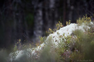 I myrskogarna kring Geddtjenn...