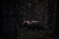 Silverrygg i brunsttider