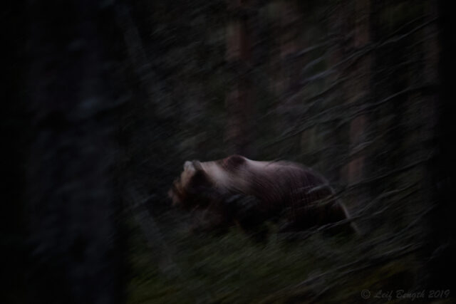 Silverrygg i brunsttider