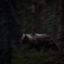Silverrygg i brunsttider