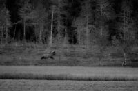 Dramat vid Andjusen
