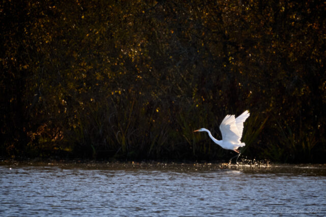 Ägretthäger i Hjälstaviken