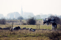 Öland…