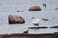 Knölis vid Långe Jan