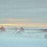 Januarimorgon i Bonäs