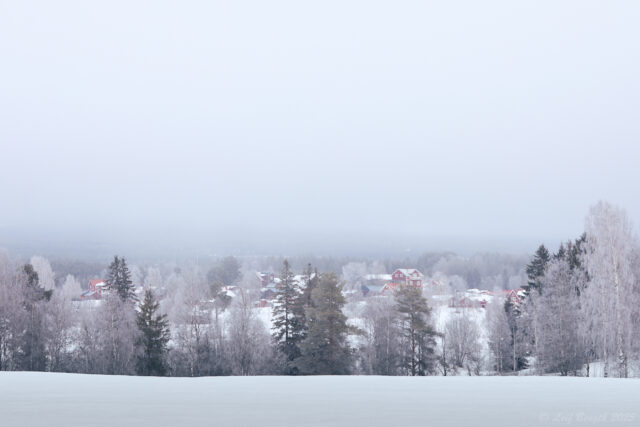 Björkvassla